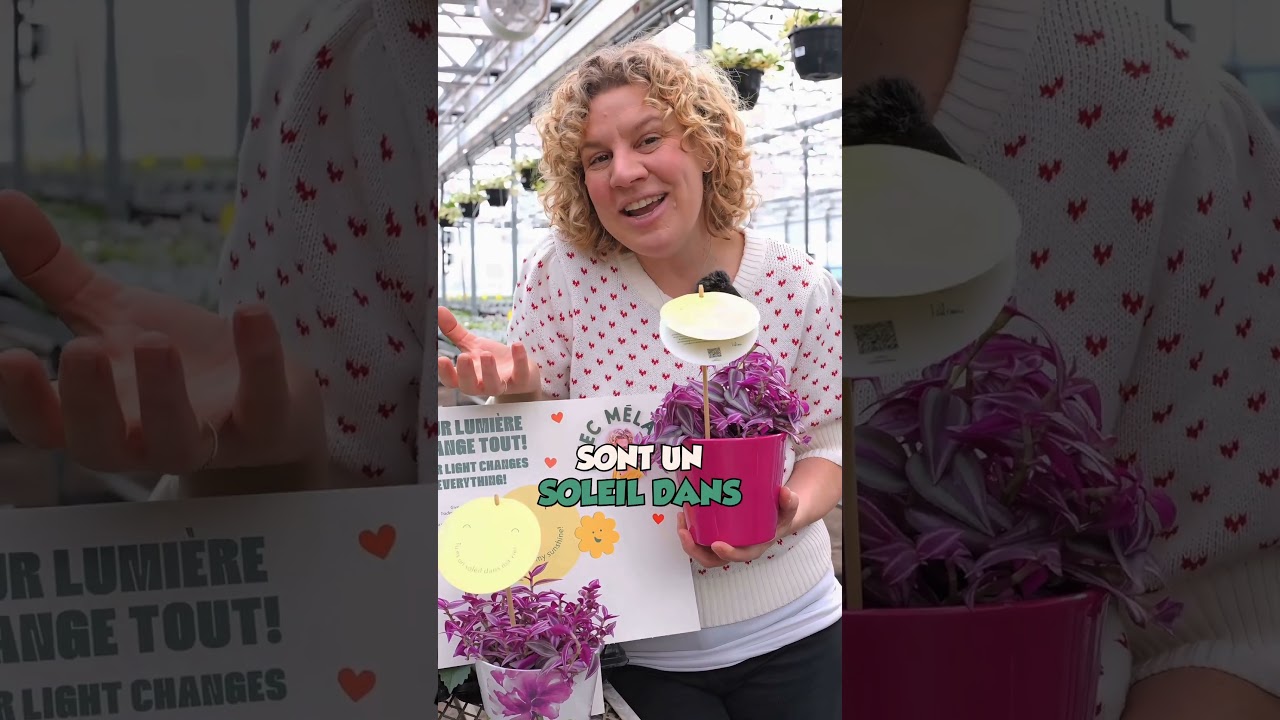 Plante-cadeau pour la Journée internationale des droits des femmes