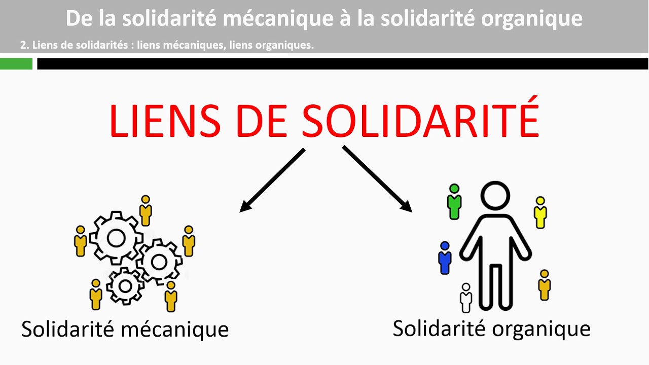 solidarité organique et solidarité mécanique