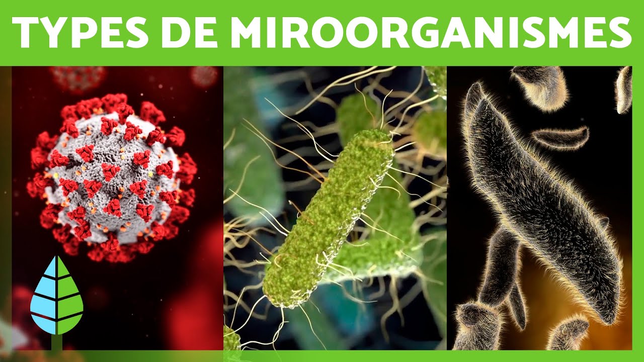 Que sont les MICRO-ORGANISMES ? 🦠 (Bactéries, Virus, Champignons et Parasites)